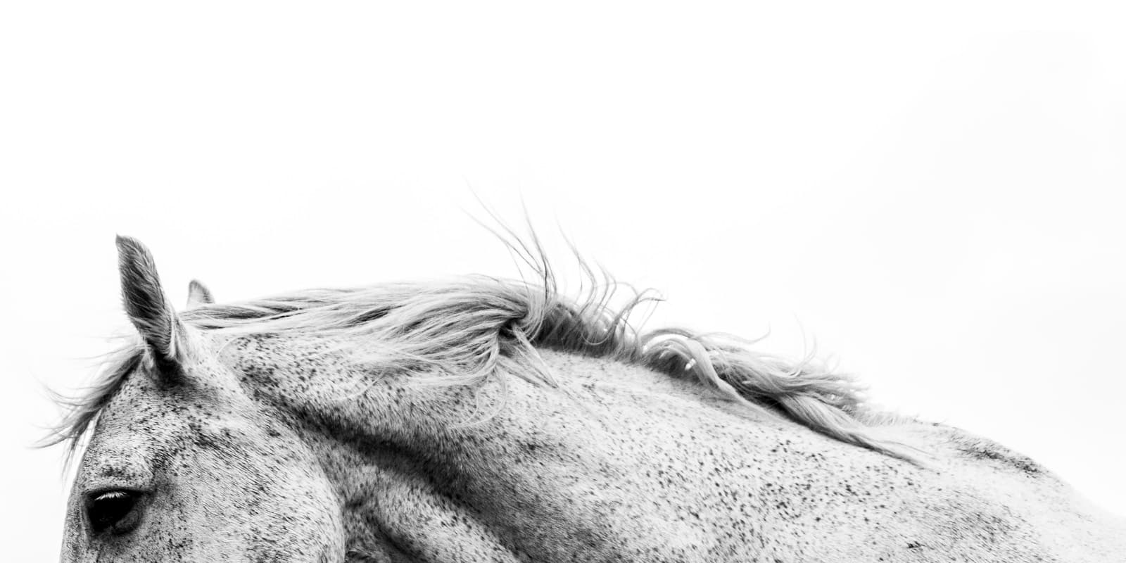 Horse in golden light