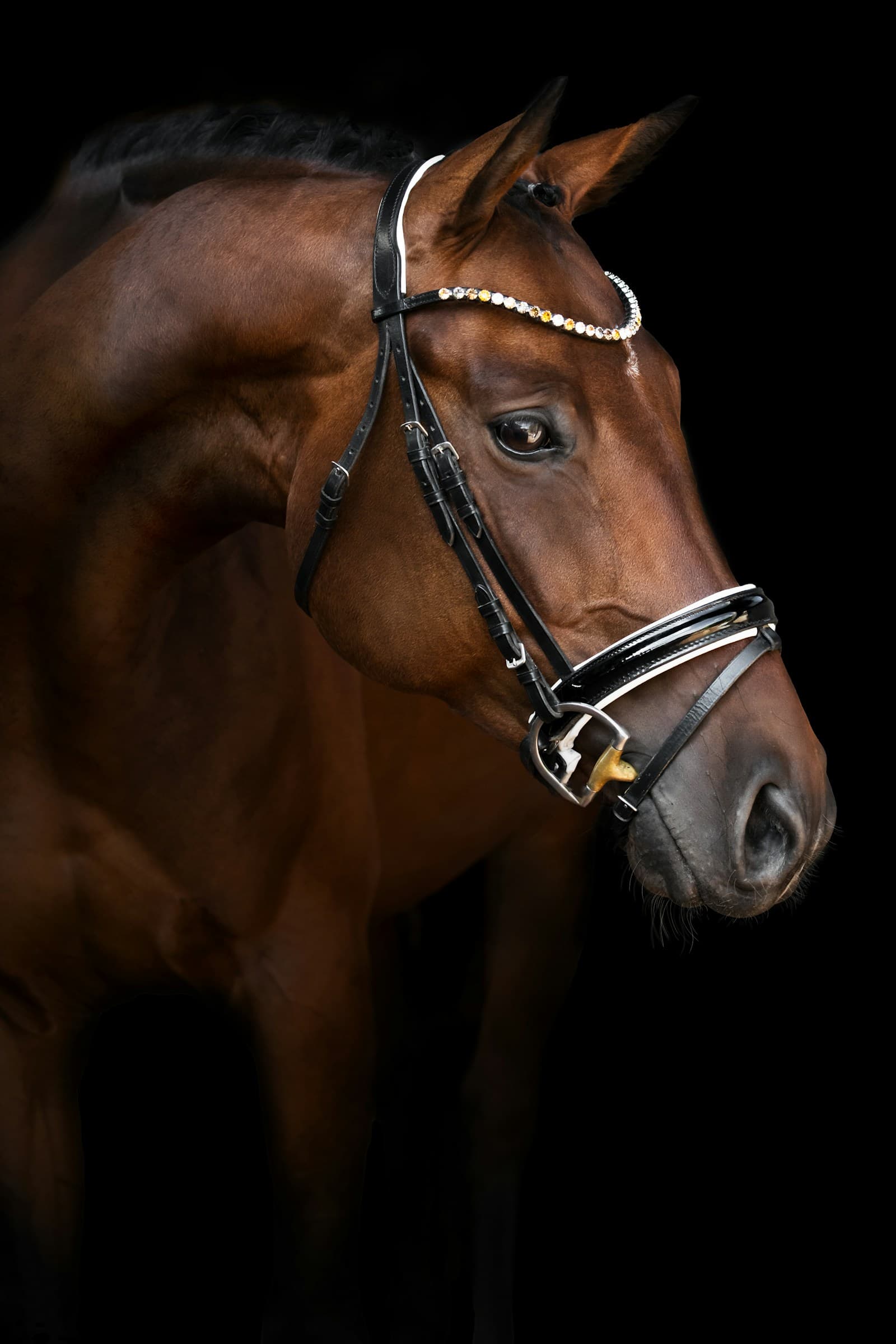 Horse in golden light
